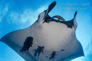 Close encounter with Mantaray, San Benedicto Mexico by Alejandro Topete 